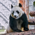 Московский Зоопарк