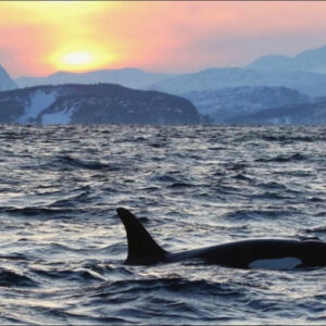 "Мурманск - "Сияние Севера"