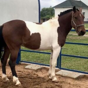 "Экскурсия для школьников на конеферму"