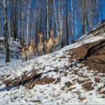 «Звонкое путешествие по «Звериному ковчегу»  и Звенигороду»